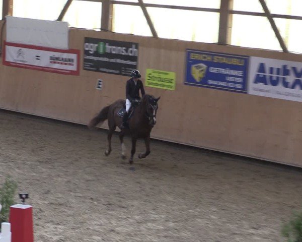 Reitturnier Fehraltorf 2024