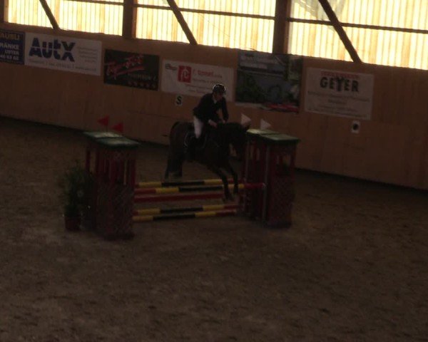 Reitturnier Fehraltorf 2024