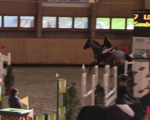 Reitturnier Fehraltorf 2024