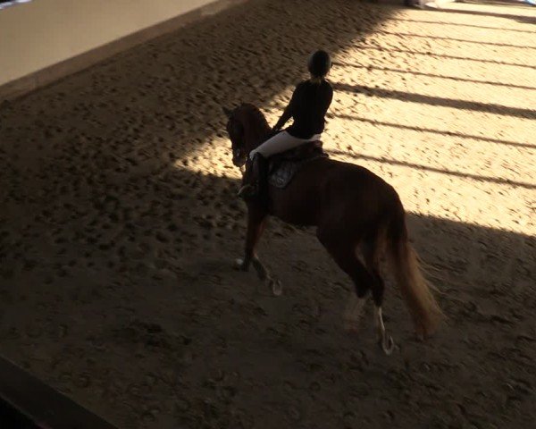 Reitturnier Fleesensee Classic´s 2024