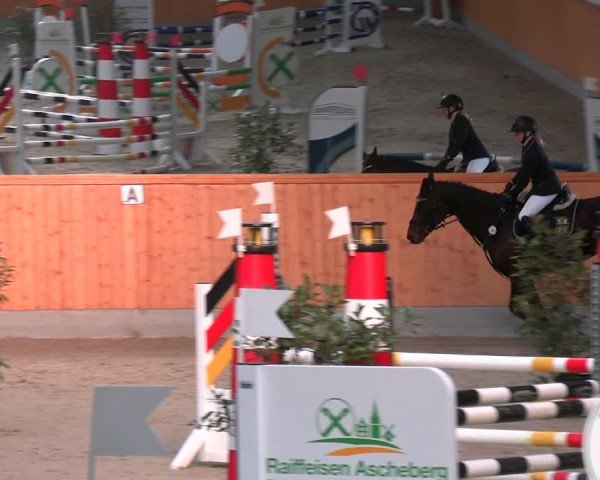 Reitturnier Münster-Amelsbüren 2024