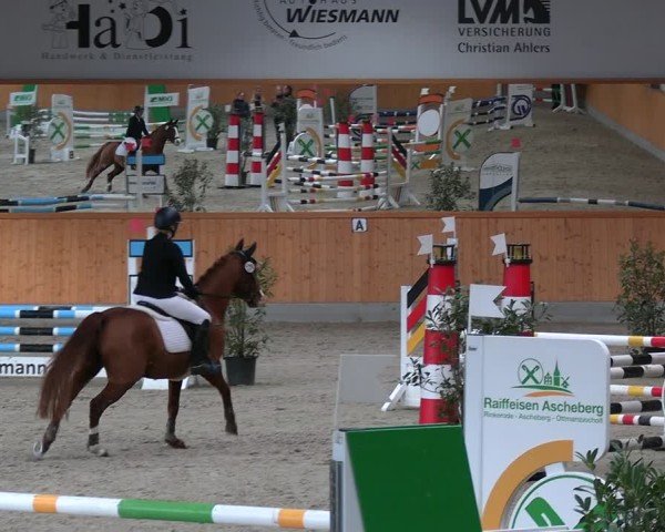 Reitturnier Münster-Amelsbüren 2024