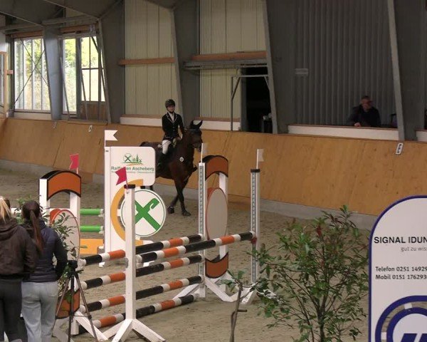 Reitturnier Münster-Amelsbüren 2024
