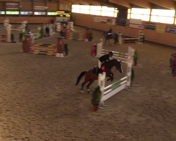 Reitturnier Fehraltorf 2024