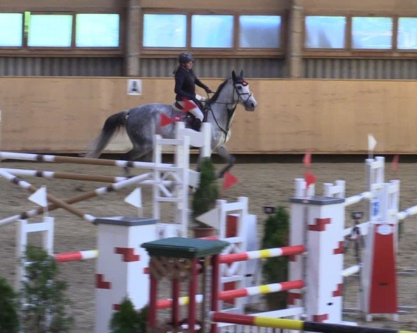 Reitturnier Fehraltorf 2024