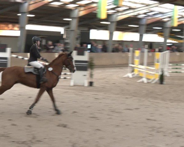 Reitturnier Ibbenbüren 2024