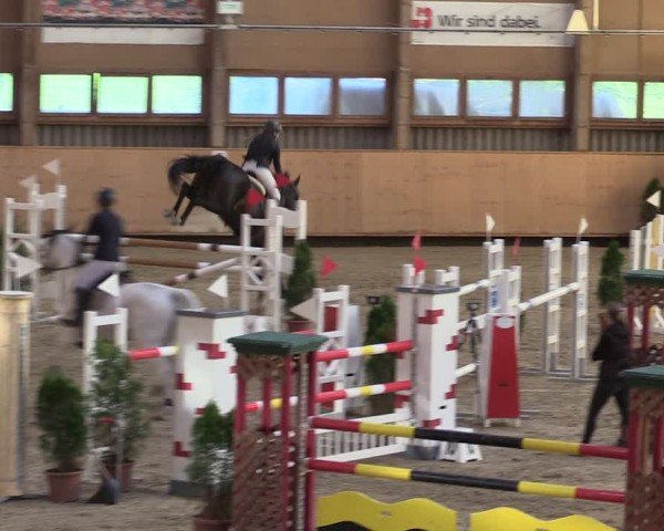Reitturnier Fehraltorf 2024