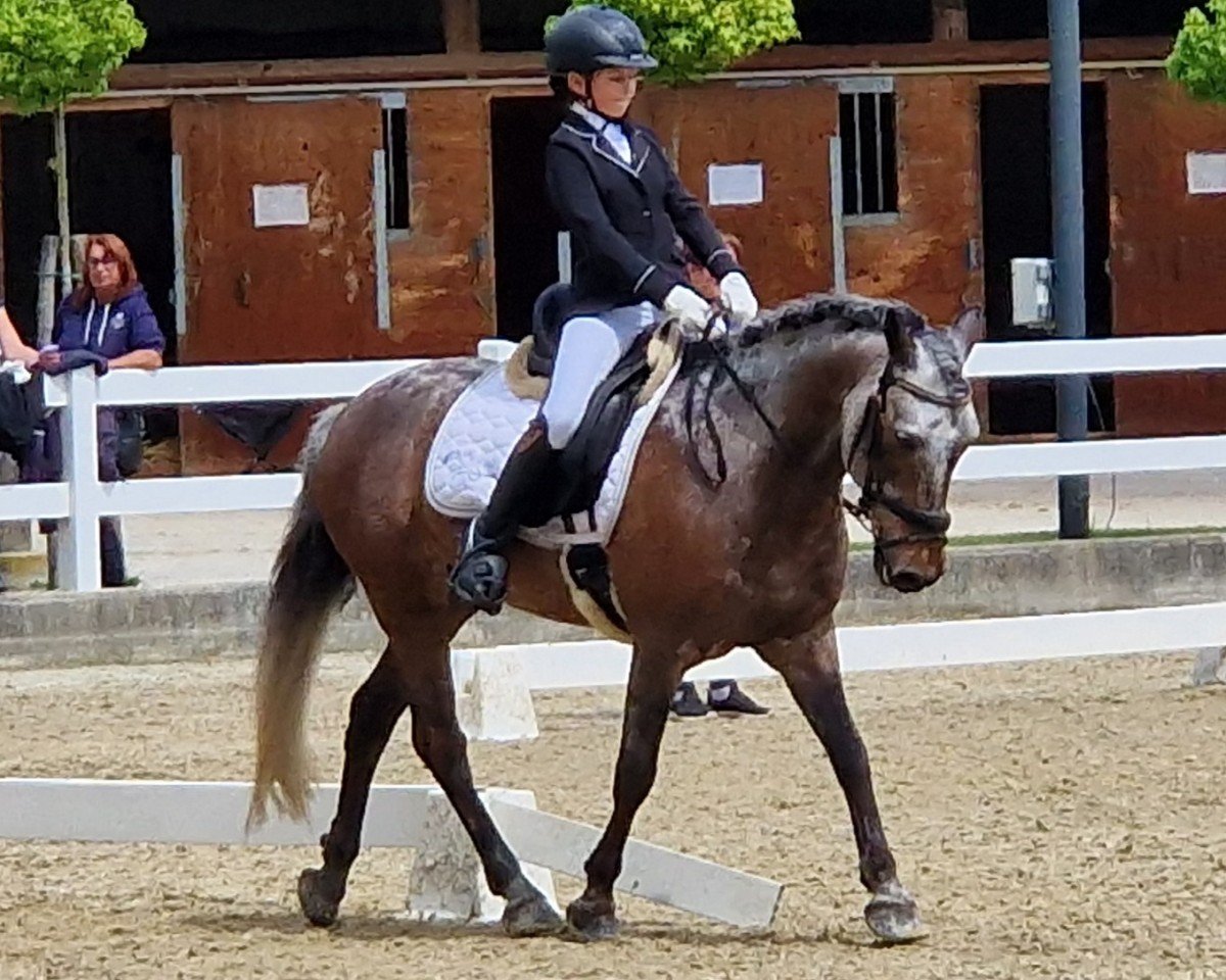 dressage horse Lets Hop (unknown, 2012)