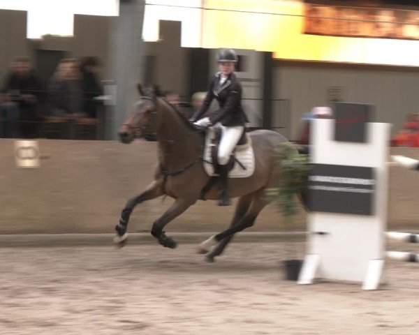 Reitturnier Ibbenbüren 2024
