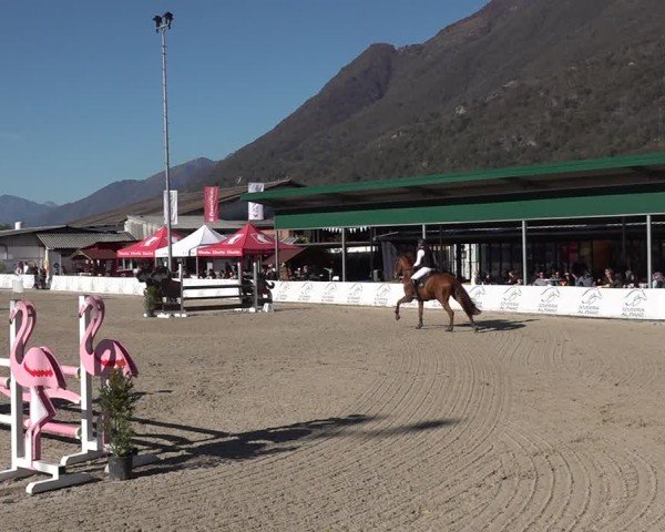 Reitturnier Giubiasco 2024