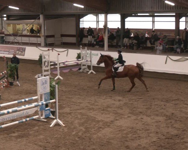 Reitturnier Marl, Reithalle Rohmann 2024