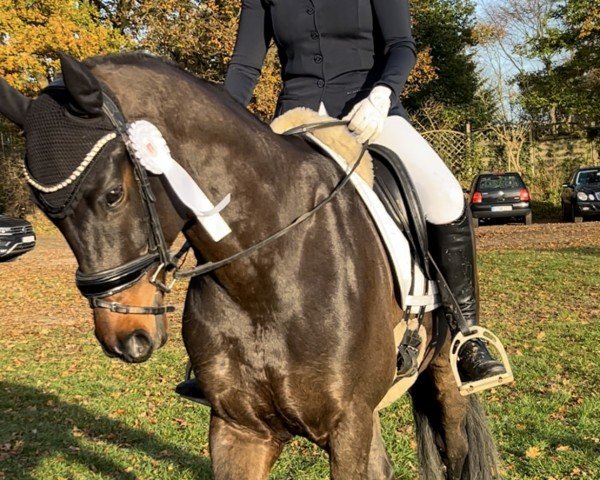dressage horse Call me Willy (Oldenburg, 2018, from Sensation)