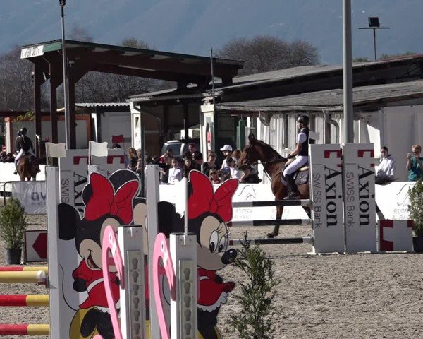 Reitturnier Giubiasco 2024