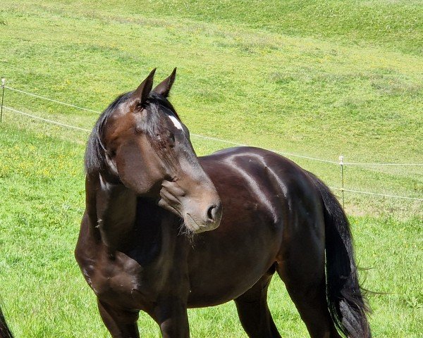Pferd Finest Amour J (Westfale, 2022, von Felissimo)