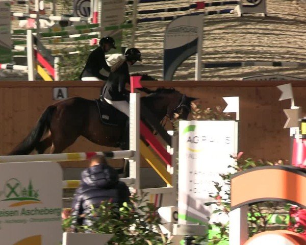 Reitturnier Münster-Amelsbüren 2024