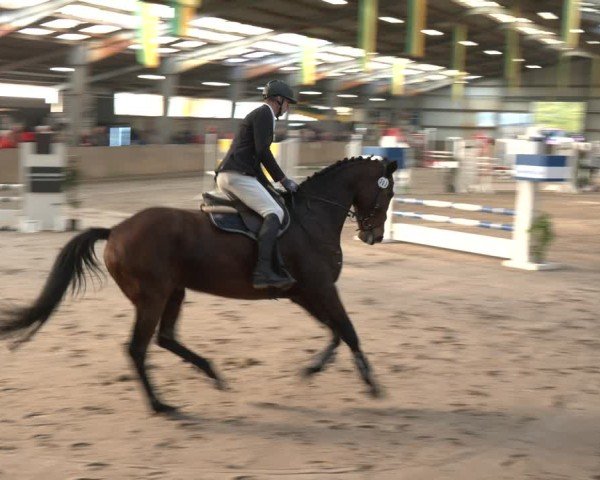 Reitturnier Ibbenbüren 2024