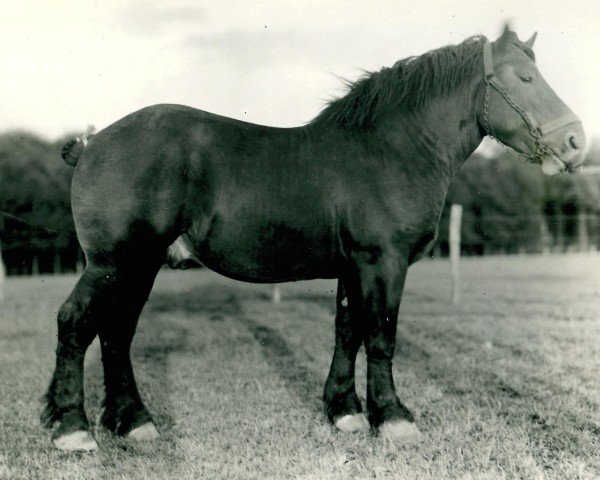 horse Lothorz von Holzweiler (Rhenish-German Cold-Blood, 1933, from Lothmann von Arendsdorf)