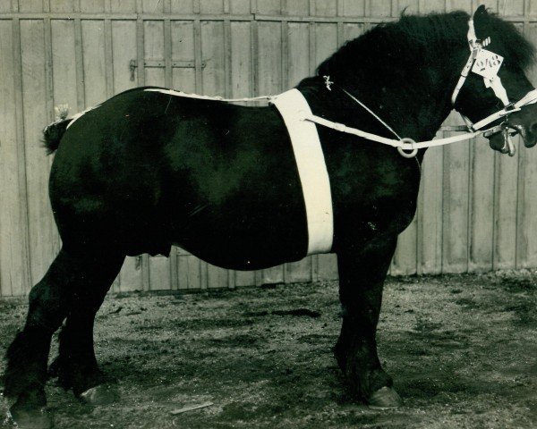 stallion Quertreiber (Rhenish-German Cold-Blood, 1922, from Lampe RS 584)
