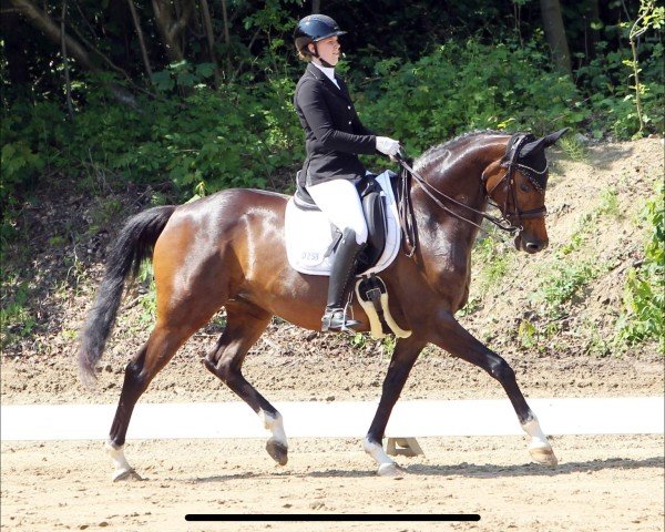 broodmare Val d'Isère (Trakehner, 2017, from High Motion 2) broodmare Val d'Isère (Trakehner, 2017, from High Motion 2)