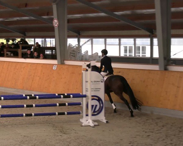 Reitturnier Münster-Amelsbüren 2024
