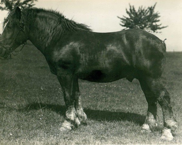 stallion Burgraf (Rhenish-German Cold-Blood, 1931, from Lampe RS 584)