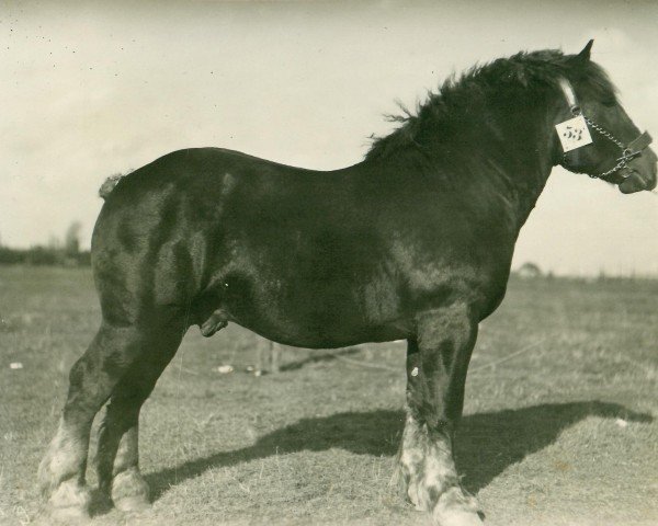 stallion Lambris (Rhenish-German Cold-Blood, 1932, from Lampe RS 584)