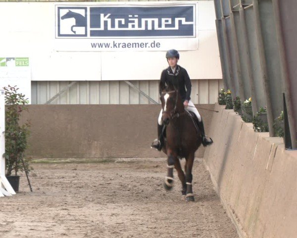 Reitturnier Ibbenbüren 2024