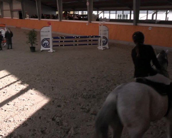 Reitturnier Münster-Amelsbüren 2024