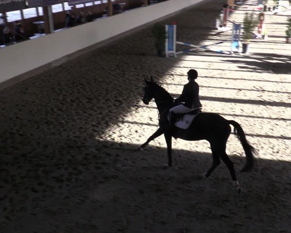 Reitturnier Fleesensee Classic´s 2024