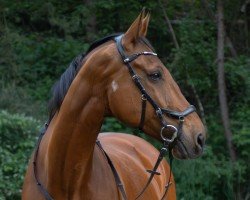 dressage horse Sam 1112 (Hanoverian, 2008, from Salito)