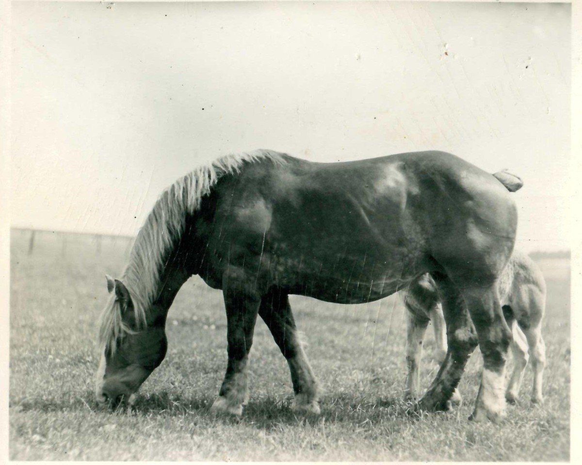 broodmare Taste von Holzweiler (Rhenish-German Cold-Blood, 1926, from Lampe RS 584)
