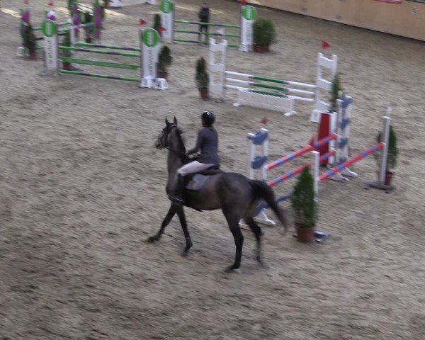 Reitturnier Fehraltorf 2024