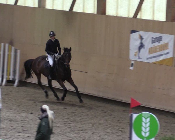 Reitturnier Fehraltorf 2024
