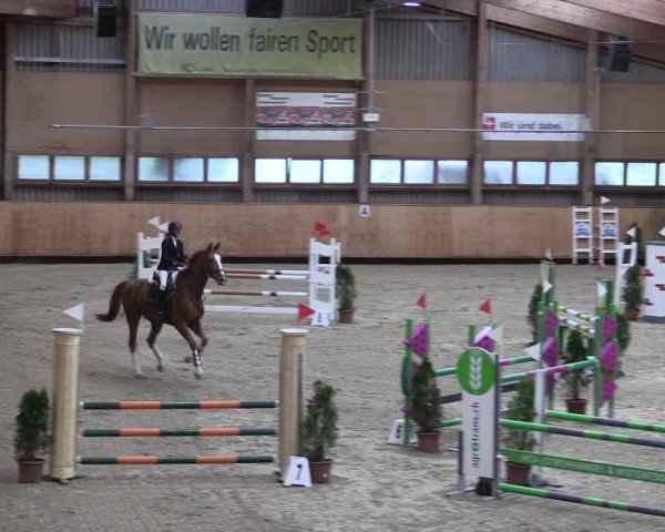 Reitturnier Fehraltorf 2024