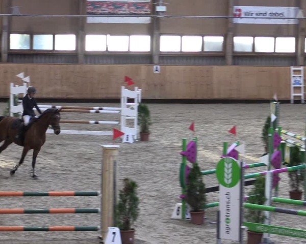 Reitturnier Fehraltorf 2024