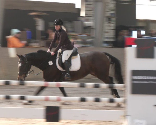 Reitturnier Ibbenbüren 2024