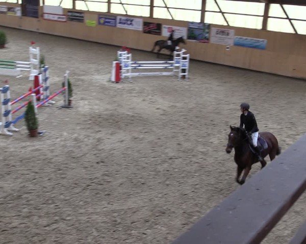 Reitturnier Fehraltorf 2024