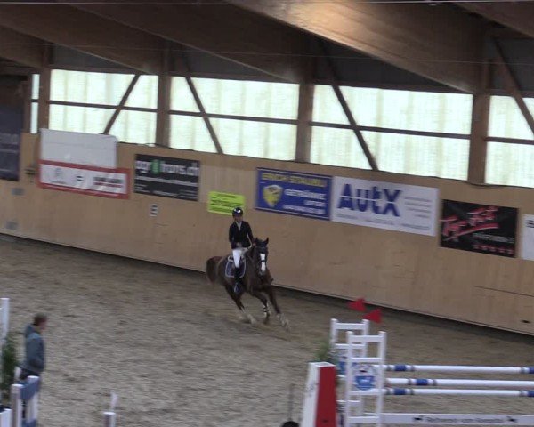 Reitturnier Fehraltorf 2024