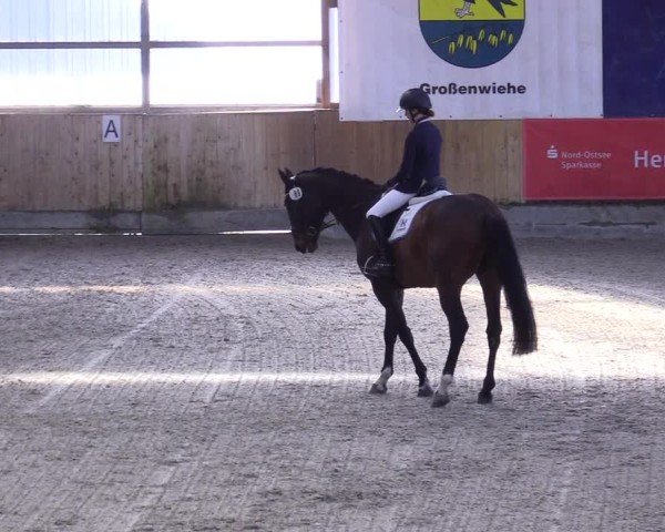 Reitturnier Großenwiehe 2024