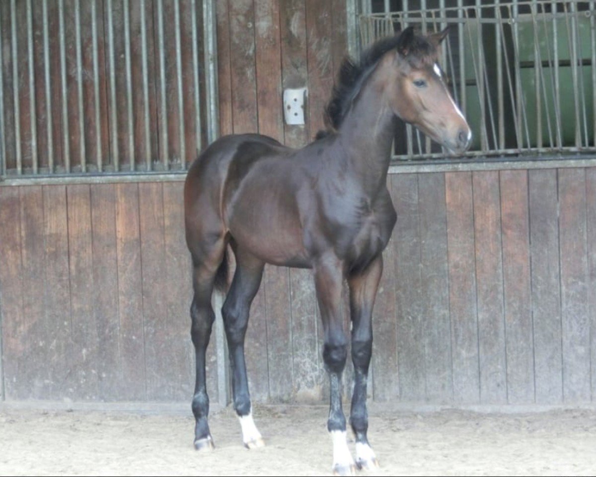 horse Ushuaia (KWPN (Royal Dutch Sporthorse), 2024, from Le Formidable)