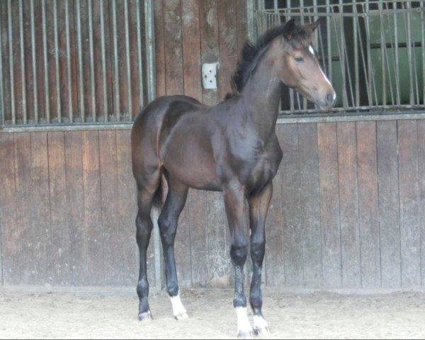 horse Ushuaia (KWPN (Royal Dutch Sporthorse), 2024, from Le Formidable)