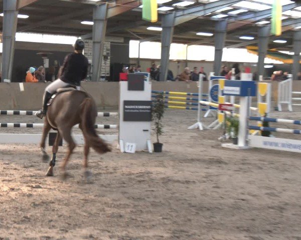 Reitturnier Ibbenbüren 2024
