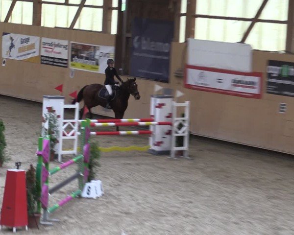 Reitturnier Fehraltorf 2024