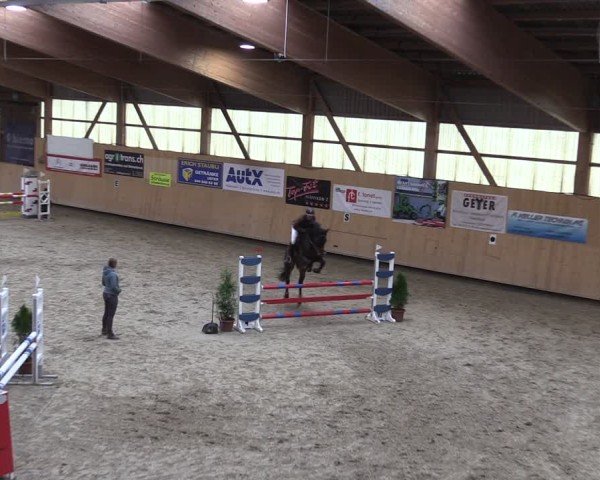 Reitturnier Fehraltorf 2024