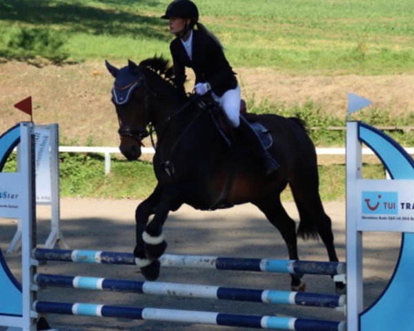 Zuchtstute Z- Courouche (Holsteiner, 2007, von Carlos DZ)