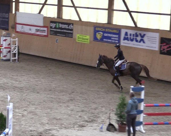 Reitturnier Fehraltorf 2024