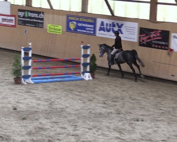 Reitturnier Fehraltorf 2024