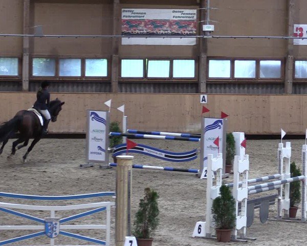 Reitturnier Fehraltorf 2024