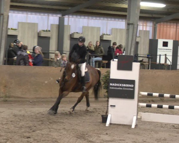 Reitturnier Ibbenbüren 2024