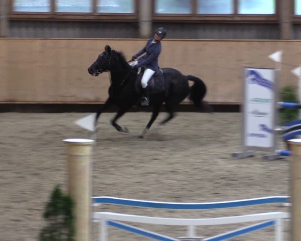 Reitturnier Fehraltorf 2024